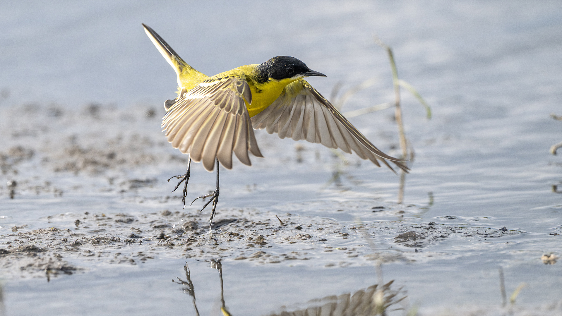 Western Yellow Wagtail